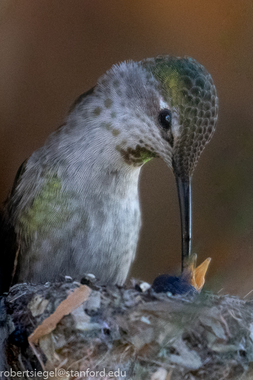 palo alto baylands 2021